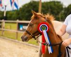 Welsh B hengstveulen, Dieren en Toebehoren, Dressuurpony, Niet van toepassing, 0 tot 2 jaar, Hengst
