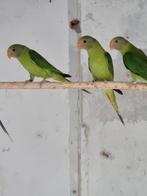Pruimekop pruimkop lutino, Dieren en Toebehoren, Vogels | Parkieten en Papegaaien, Meerdere dieren, Parkiet, Geringd