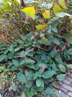 Gratis bijenplant, Schoenlappersplant en Lampenpoetsersgras, Ophalen, Overige soorten, Minder dan 100 cm