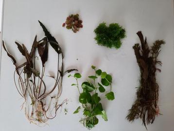 VERRASSINGSPAKKET (5) aquariumplanten met gratis advies beschikbaar voor biedingen