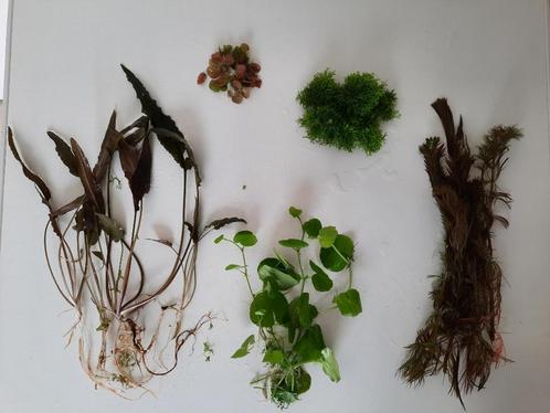 VERRASSINGSPAKKET (5) aquariumplanten met gratis advies, Dieren en Toebehoren, Vissen | Aquaria en Toebehoren, Zo goed als nieuw