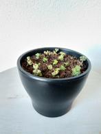 Crassula Hottentot Marnieriana plant stekjes in bloempotje., Huis en Inrichting, Kamerplanten, Ophalen, Halfschaduw, Minder dan 100 cm