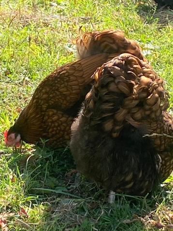 Kuikens Orpington goud zwartgezoomd kriel beschikbaar voor biedingen