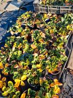 Aardbeiplanten, Ophalen, Vaste plant, Fruitplanten, Volle zon