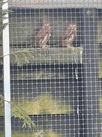 Braziliaanse dwerguilen, Meerdere dieren, Parkiet