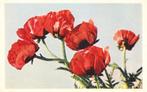 ansicht vaderliefde Psalm 103 : 7 en 9, Ophalen of Verzenden, 1960 tot 1980, Gelopen