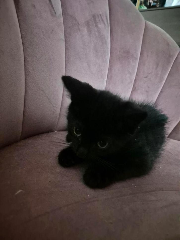 kwart brits korthaar/russische blue & half europees korthaar, Dieren en Toebehoren, Katten en Kittens | Raskatten | Langhaar, Poes