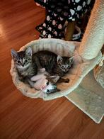 1 kater , 2 poesjes aangeboden, Dieren en Toebehoren, Katten en Kittens | Overige Katten, Meerdere dieren