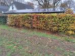 Oude beukenhaag ongeveer 10 m2, Tuin en Terras, Ophalen, Beukenhaag, 100 tot 250 cm