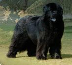 Newfoundlander dekreu beschikbaar voor passende teven, Dieren en Toebehoren, Parvo, 6 jaar of ouder, Meerdere, Nederland