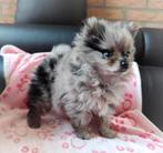 Super schattige mini merle pomeranian teefje! Wegens annuler, Dieren en Toebehoren, Honden | Poolhonden, Keeshonden en Oertypen