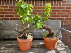 Druif op oude stam wit en blauw / vitis vinifera