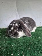 Blauw bonte nhd ram te koop, Dieren en Toebehoren, Konijnen, Mannelijk, Dwerg, Hangoor