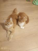 Russische Maine Coon kittens  met stamboom, Dieren en Toebehoren, Meerdere dieren, Gechipt, 0 tot 2 jaar
