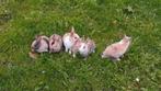 Dwergkonijnen, Dieren en Toebehoren, Konijnen, Groot