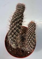 Opuntia Fulgida f Crestata, Huis en Inrichting, Kamerplanten, Cactus, Ophalen of Verzenden, Volle zon