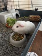 Cavia - Ongecastreerde beer, Dieren en Toebehoren, Juli, Mannelijk, Cavia