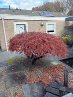 Japanse esdoorn, Tuin en Terras, Planten | Bomen, Bloeit niet, Halfschaduw, 100 tot 250 cm, Overige soorten