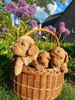 Australian labradoodle pups puppy's, Overige rassen, CDV (hondenziekte), 8 tot 15 weken, Meerdere