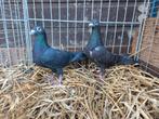 Te koop koppel zwarte postduiven, Dieren en Toebehoren, Vogels | Duiven, Meerdere dieren, Postduif