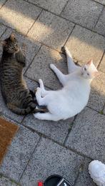 2 katten, Dieren en Toebehoren, Kater, Gechipt, 0 tot 2 jaar