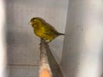 Mooie kanaries, Dieren en Toebehoren, Vogels | Kanaries, Vrouwelijk, Kleurkanarie