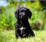 Golden retriever x Friese Stabij pups ouders HD en ED vrij, Nederland, Overige rassen, 8 tot 15 weken, CDV (hondenziekte)