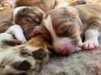 Prachtige pups Bordercollie / Australian shepherd x Toller, Dieren en Toebehoren, Rabiës (hondsdolheid), 8 tot 15 weken, Meerdere dieren