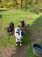 Dwerggeiten, Dieren en Toebehoren, Schapen, Geiten en Varkens, Vrouwelijk, Geit