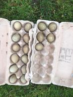 te koop eieren van prachtige tenebrose bosfazanten, Dieren en Toebehoren, Pluimvee | Toebehoren, Ophalen of Verzenden