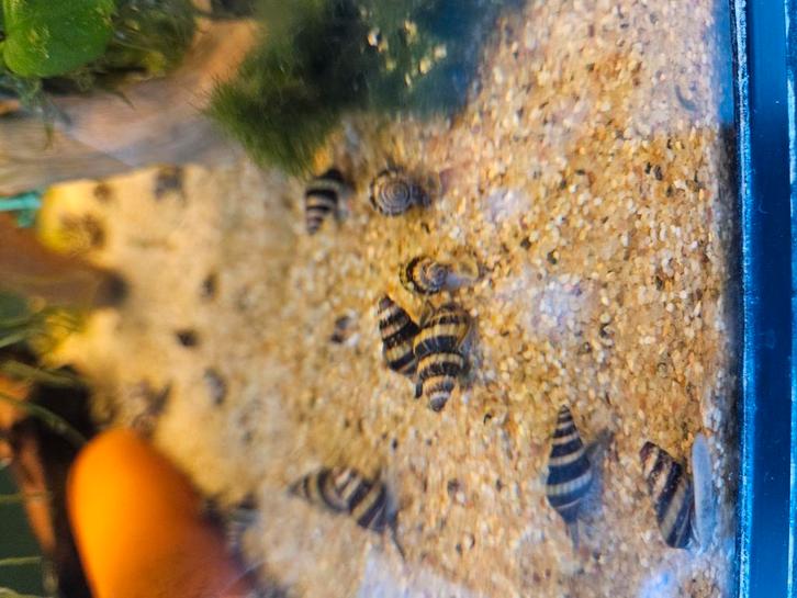 Anentome Helena slakken, Dieren en Toebehoren, Vissen | Aquariumvissen, Slak of Weekdier