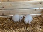 Jonge hangoor konijnen, Dieren en Toebehoren, Konijnen, Mannelijk, Middelgroot, Hangoor