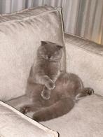 Britse korthaar / Scottish Fold, Dieren en Toebehoren, Katten en Kittens | Raskatten | Korthaar, Kater, Ingeënt, 3 tot 5 jaar