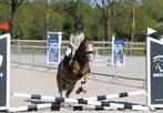 Fantastische eerlijke allround kinderpony, B, Gechipt, Ruin, Dressuurpony