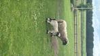 walliser schwarznase stamboek, Dieren en Toebehoren, Meerdere dieren, Schaap, 0 tot 2 jaar