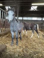 welsh hengstveulen / jaarling hengsten met afstamming, Dieren en Toebehoren, Pony's, Gechipt, Niet van toepassing, 0 tot 2 jaar
