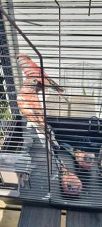 Diverse parkieten te koop, Dieren en Toebehoren, Vogels | Parkieten en Papegaaien, Meerdere dieren, Parkiet
