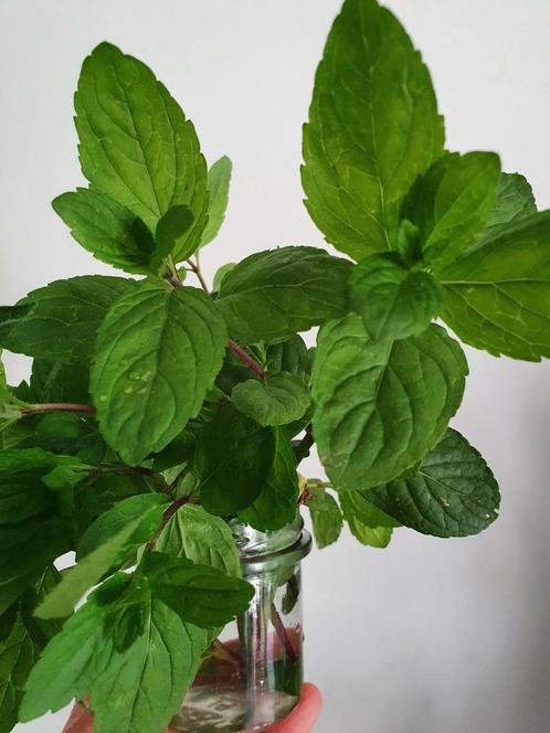 Munt plant, Tuin en Terras, Planten | Tuinplanten, Kruiden, Volle zon, Zomer, Ophalen