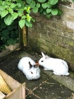 Gezocht een goed plekje voor onze 3 lieve konijnen, Dieren en Toebehoren, Konijnen, Vrouwelijk, Middelgroot
