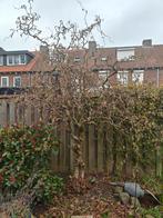 Kronkel hazelaar, Ophalen, Halfschaduw, Overige soorten, 100 tot 250 cm