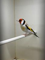 Majoor putter, Mannelijk, Wildzangvogel