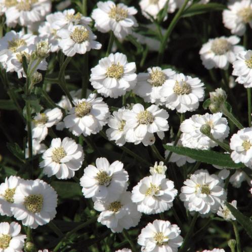 Zaden Achillea The Pearl white, Tuin en Terras, Bloembollen en Zaden, Zaad, Gehele jaar, Volle zon, Verzenden