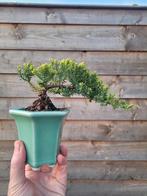 juniperus sonare bonsai, Halfschaduw, Zomer, Ophalen of Verzenden