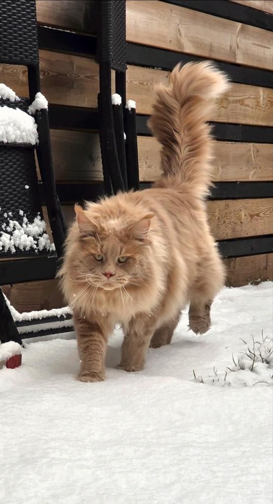 Maine Coon dekkater met stamboom, Dieren en Toebehoren, 0 tot 2 jaar