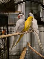 Halsbandparkieten, Dieren en Toebehoren, Geslacht onbekend, Parkiet, Geringd