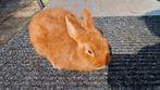 Oranje dwerg voedsters, Dieren en Toebehoren, Vrouwelijk, Dwerg
