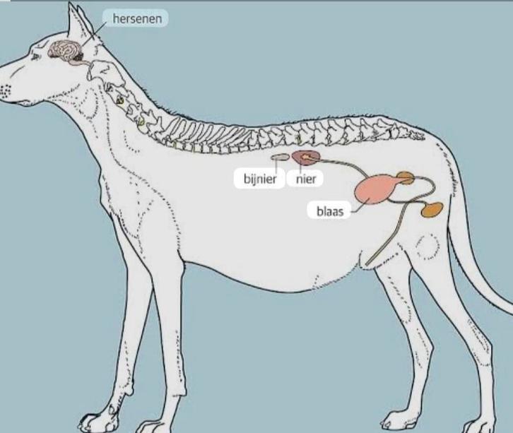Trilotab/Vetoryl over wegens overlijden van mijn hond, Tickets en Kaartjes, Kortingen en Cadeaubonnen, Eén persoon, Cadeaubon