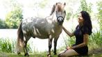Stalling gezocht voor 3 jarige shetlander ruin, Dieren en Toebehoren, Stalling en Weidegang, Weidegang, 1 paard of pony