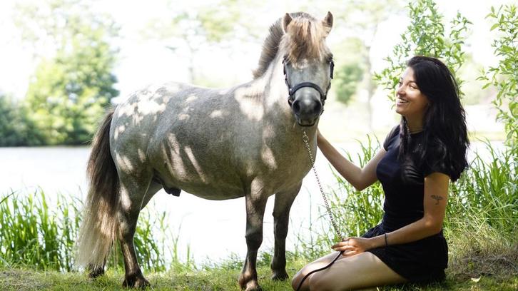 Stalling gezocht voor 3 jarige shetlander ruin, Dieren en Toebehoren, Stalling en Weidegang, Stalling, Weidegang, 1 paard of pony