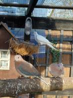 ### DUIFJES  ###, Meerdere dieren